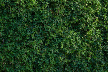green bush wall texture