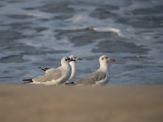 Group of Brown Headed Gull In sea shore with warm light and beautiful ambiance of waves.It is migratory, wintering on the coasts and large inland lakes of the Indian Subcontinent