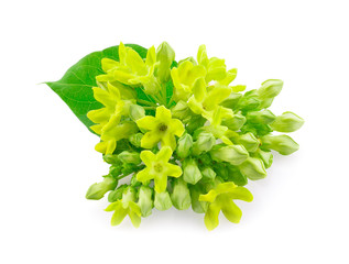 telosma cordata isolated on a white background