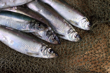 Herring on net