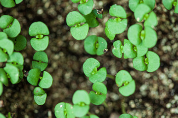 young sprout growing up in seedling tray