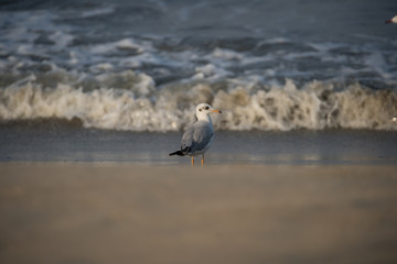 Brown Headed Gull, walking in the sea shore in gentle warm light.It is migratory, wintering on the coasts and large inland lakes of the Indian Subcontinent. 