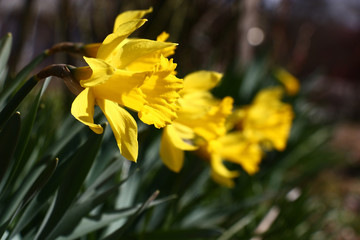 A large number of bright yellow narcissuses in beams of the morning spring sun.