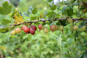 Growing gooseberries