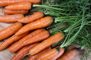 Carrots harvest