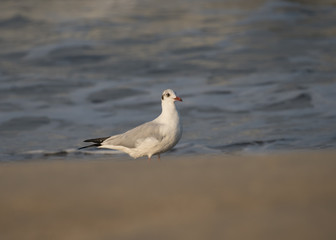 Brown Headed Gull, walking in the sea shore in gentle warm light.It is migratory, wintering on the coasts and large inland lakes of the Indian Subcontinent. 