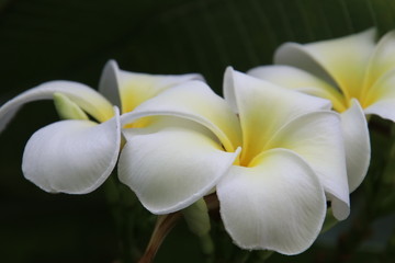 Blooiming, white Frangipani flowers close-up