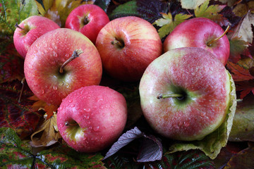 Apples on autumn leaves