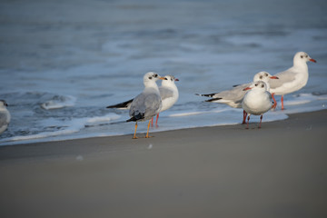 Group of Brown Headed Gull In sea shore with warm light and beautiful ambiance of waves.It is migratory, wintering on the coasts and large inland lakes of the Indian Subcontinent