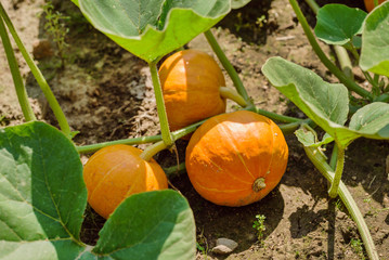 fresh pumpkin in the garden