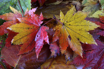 Autumn leaves background
