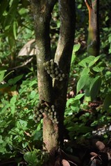 Wollongong  fruit  in forest in south Thailand