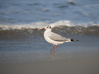 Brown Headed Gull, walking in the sea shore in gentle warm light.It is migratory, wintering on the coasts and large inland lakes of the Indian Subcontinent. 