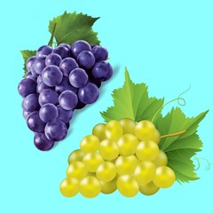 Representation in 3D of two bunches of red and green grapes on a blue green background