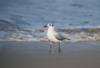 Brown Headed Gull, walking in the sea shore in gentle warm light.It is migratory, wintering on the coasts and large inland lakes of the Indian Subcontinent. 
