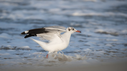 Brown Headed Gull, walking in the sea shore in gentle warm light.It is migratory, wintering on the coasts and large inland lakes of the Indian Subcontinent. 
