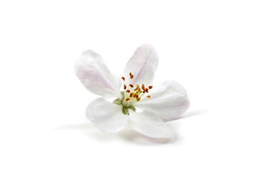 Fototapeta na wymiar Apple flower isolated on white background