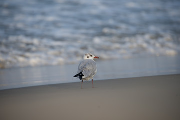 Brown Headed Gull, walking in the sea shore in gentle warm light.It is migratory, wintering on the coasts and large inland lakes of the Indian Subcontinent. 
