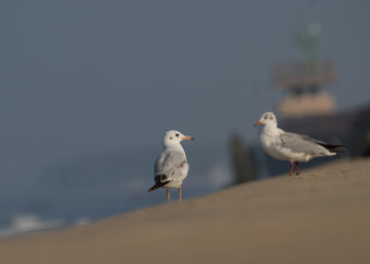 Brown Headed Gull, walking in the sea shore in gentle warm light.It is migratory, wintering on the coasts and large inland lakes of the Indian Subcontinent. 