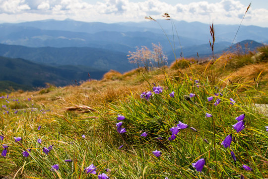 Blooming purple flowers on a mountainside. Violet flowers in the grass among the rocks on the hillside of an alpine meadow. Mountain ranges in the haze in the background. Summer mountain landscape