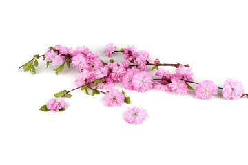 Cherry flowers isolated on white background. Sakura