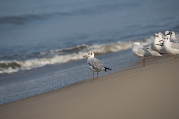 Brown Headed Gull, walking in the sea shore in gentle warm light.It is migratory, wintering on the coasts and large inland lakes of the Indian Subcontinent. 