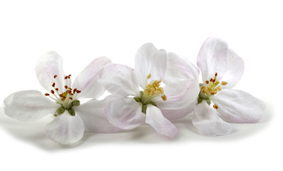 Fototapeta na wymiar Apple flowers isolated on white background