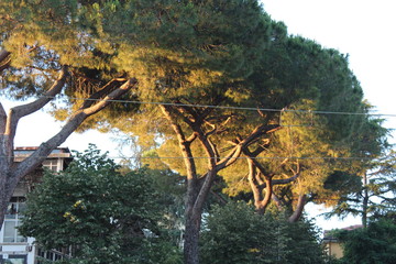 tree in rome