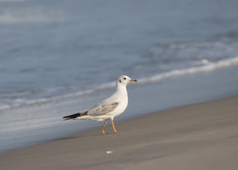 Brown Headed Gull, walking in the sea shore in gentle warm light.It is migratory, wintering on the coasts and large inland lakes of the Indian Subcontinent. 