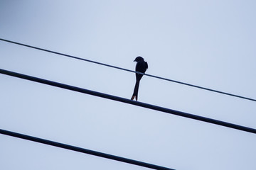 Obraz premium Silhouette Birds set on electric lines