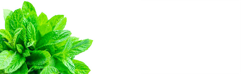 Fresh pepper mints  sprig. Isolated on white.  Empty space