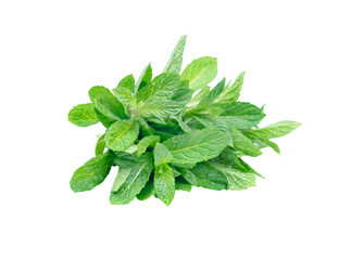 Mint leaves  on white isolated background. 