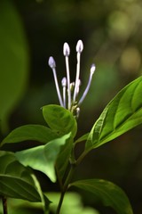 Small, white flowers, beautiful in the forests of southern Thailand