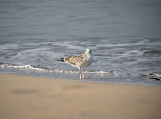 The steppe gull with plastic net around its beak, because of the careless use also a Baraba gull (cachinnans) barabensis) may be regarded as a subspecies of the Caspian gull or as a separate species, 