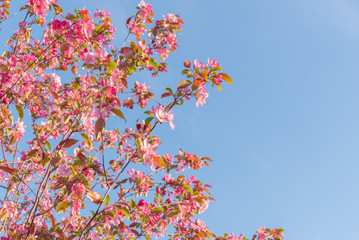 Obraz na płótnie Canvas Pink flowering apple tree branches against blue sky background
