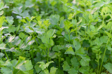 Fototapeta na wymiar Closeup to Fresh green Celery field