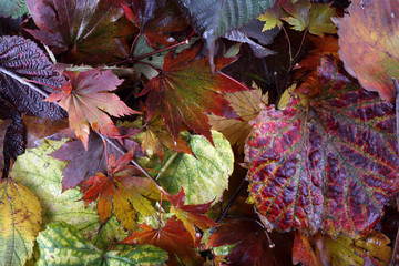 Autumn leaves background