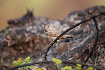 Beautiful Eurasian wryneck or northern wryneck, low angle view, side shot, perching on brown twig in the morning in agriculture field, the central region of Thailand.