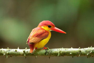 Beautiful Rufous-backed kingfisher, uprisen angle view, side shot, perching on branches under the clear sky in tropical lowland forest in national park of southern Thailand. 