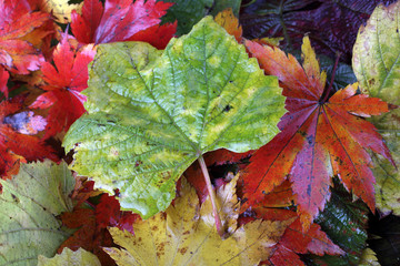 Autumn leaves background