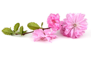 Naklejka premium Cherry flowers isolated on white background. Sakura