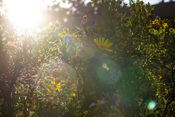 Backlit Flowers