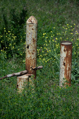 Rusted, paint peeling pipe within wild mustard