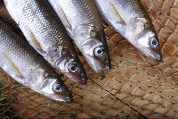 Smelt fishes on net. Pacific smelt variety