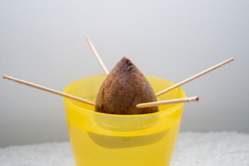 アボガドを種から育てる