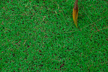Green artificial grass natural background