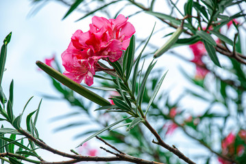 The garden with blooming plant oleander. Close up soft pink sweet oleander flower or rose bay