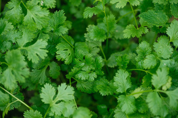 fluffy green parsley bushes Petroselinum. Growing in the garden. Close-up. Selective focus macro shot with shallow DOF