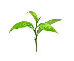 Green tea leaf on white background