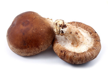 Shiitake mushrooms isolated on white background